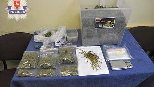 1,5 kilograma marihuany w mieszkaniu