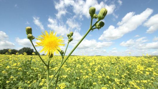 1,8 tys. rolników z regionu z wnioskami o dopłaty do przemarzniętych zbóż