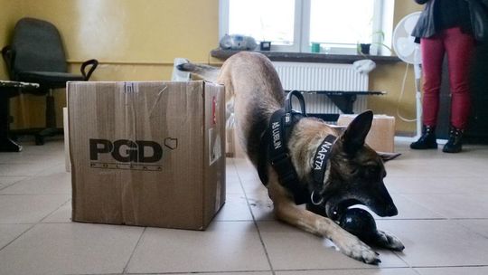 1 lipca jest Dzień Psa. A ten, to jeden ze sławniejszych w Lublinie