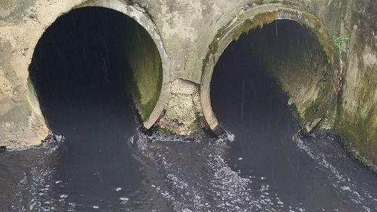 10 ton martwych ryb i wzajemne oskarżenia. Incydent czy katastrofa ekologiczna?