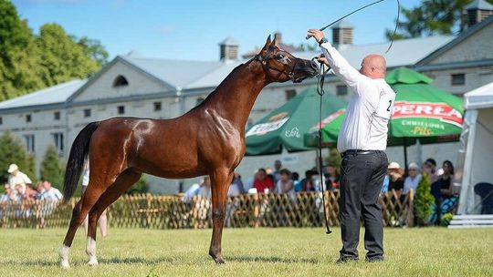109 koni na wiosennym pokazie Koni Czystej Krwi Arabskiej w Białce