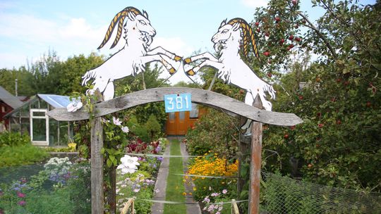 11 ogrodów działkowych w Lublinie dostanie pieniądze. Z dzikami walczą płotami