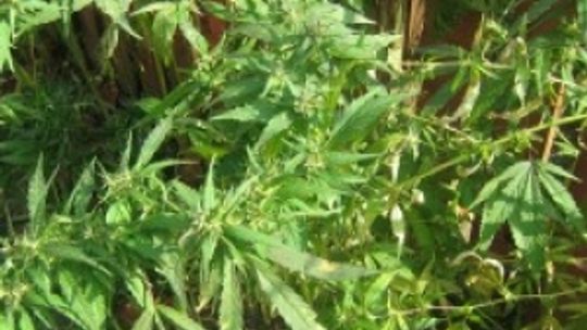 12-latek uprawiał w ogródku konopie indyjskie