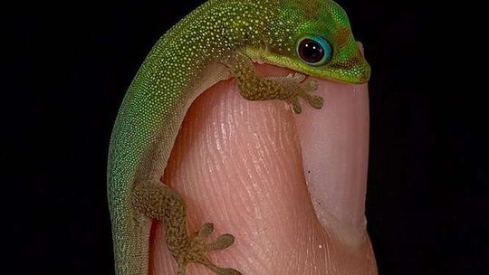 12 tys. kilometrów w walizce. Lublinianka przez przypadek przywiozła jaszczurkę z Hawajów