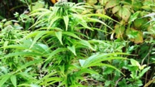 130 krzaków konopi w lesie pod Hrubieszowem