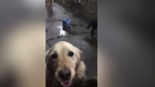 135 piesków na pokładzie. Ze względu na pożary statek marynarki wojennej zmieniono w hotel dla zwierząt