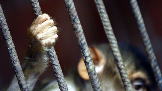 14-latek uciekł z ZOO. Wpadł w Lublinie