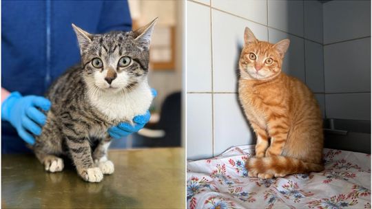 141 kotów czeka w lubelskim schronisku na kochający dom. Może któryś skradnie twoje serce?