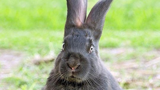 150 nowych zajęcy w lubelskich lasach