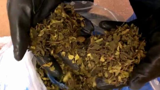 16 kg narkotyku khat. Wpadka przemytników