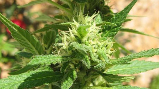 16-latek uprawiał na podwórku marihuanę