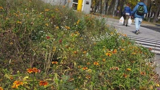 16 pomysłów na nową zieleń w Lublinie. Lista wybranych inwestycji