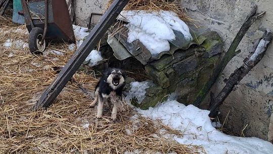 Zaniedbany pies na łańcuchu w zimowych warunkach