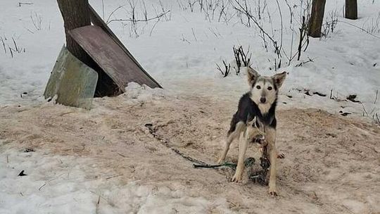 16 psów w skandalicznych warunkach. Interwencja w gminie Mircze 16 psów w skandalicznych warunkach. Interwencja w gminie Mircze