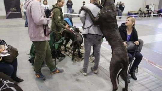 165 ras psów na międzynarodowej wystawie w Targach Lublin (zdjęcia)