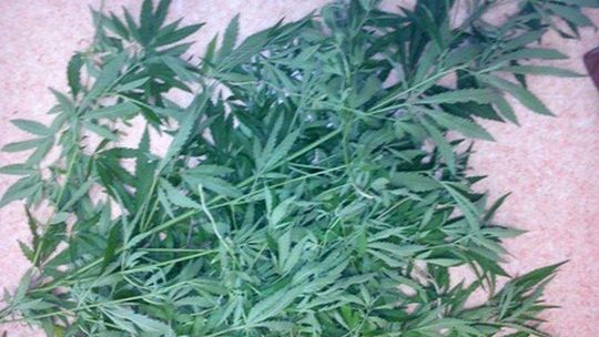 17-latek hodował konopie przy wałach wiślanych