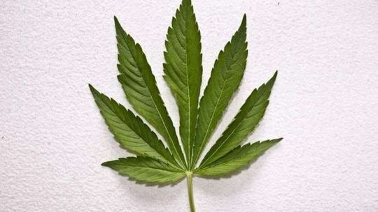 17-latek: "Zasiałem ziarno dla ptaków, urosły konopie"