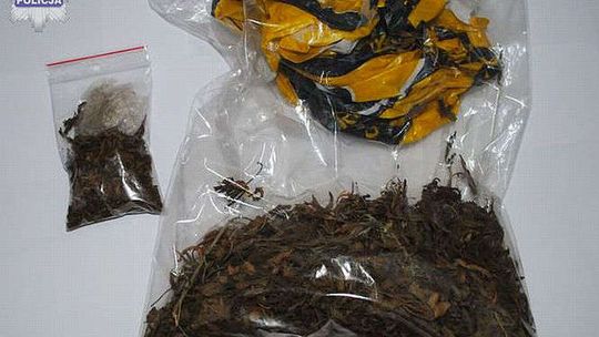 18-latek wpadł z narkotykami. Susz maruhuany trzymał za łóżkiem