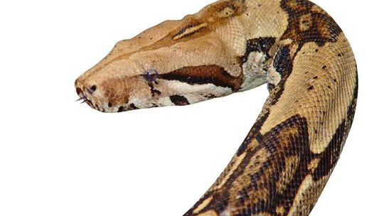 18-latka karmiła węża żywymi kociętami