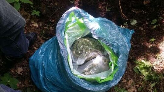2,5 kg marihuany było zakopane w lesie