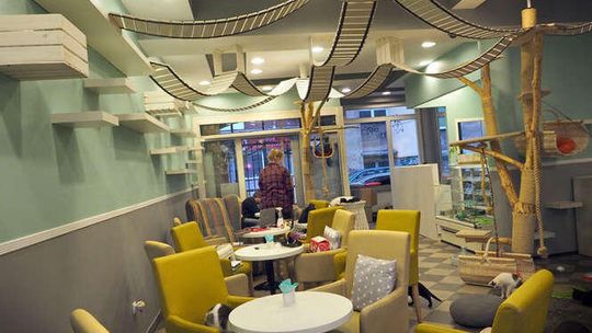 2,5 tys. zł grzywny dla Mrau Cafe. Właściciel: Niech sanepid przeprosi nas publicznie