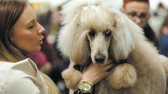2,5 tysiąca rasowych psów w Targach Lublin. Już w weekend