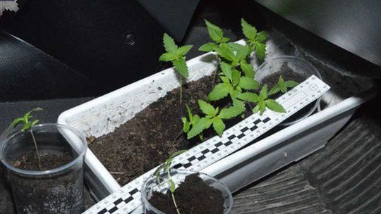 20-latek chciał posadzić w lesie sadzonki konopi