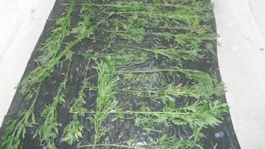 20-latek uprawiał konopie na działce