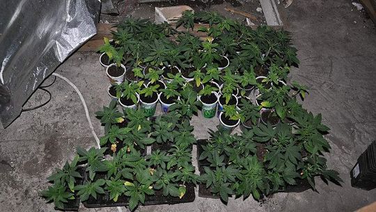 20-latek uprawiał konopie na strychu