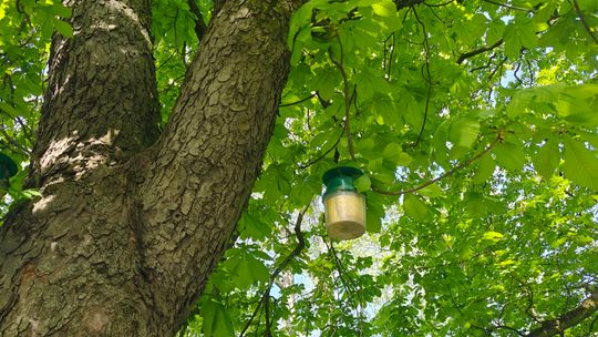 200 pojemników na drzewach w Lublinie. To pułapki na szkodnika 