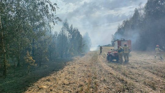21 zastępów straży pożarnej gasi pożar lasów w okolicach Firleja