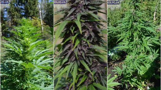 22-latek miał plantację marihuany na polanie leśnej
