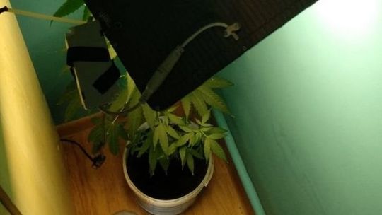 23-latek hodował w domu marihuanę. Miał też przy sobie amfetaminę