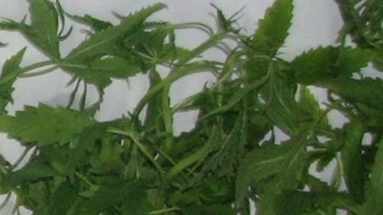 24-latek znaleziony nieprzytomny. Wpadł z marihuaną, bo zalał sąsiadów