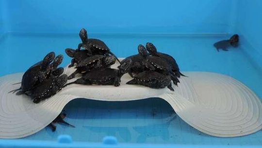 25 lat Poleskiego Parku Narodowego. Wypuszczą żółwiki