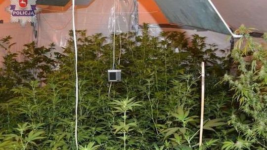 25-latek uprawiał konopie w domu. Miał 700 krzaków