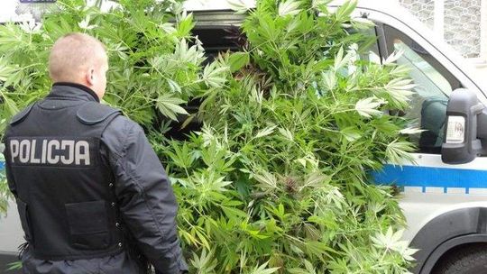 3-metrowe krzaki konopi ukryte między iglakami