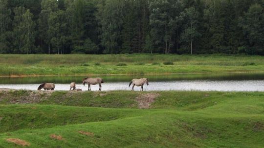30-lecie hodowli konika polskiego na Roztoczu