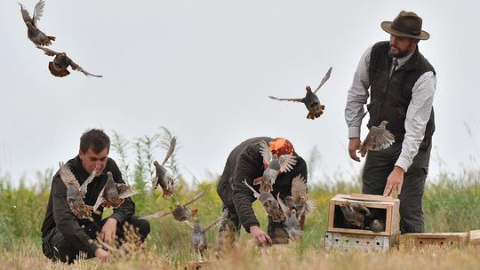 300 kuropatw i bażantów już na wolności. Myśliwi wypuścili je koło Lubartowa i Markuszowa