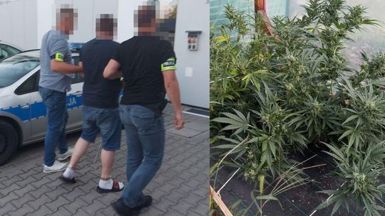 31-latek uprawiał konopie indyjskie i posiadał środki odurzające. Trafił do aresztu