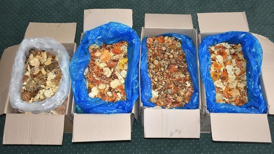 nielegalne muchomory ukryte w pudełkach