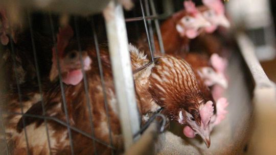 396 producentów jaj dostosowało klatki  do wymogów UE