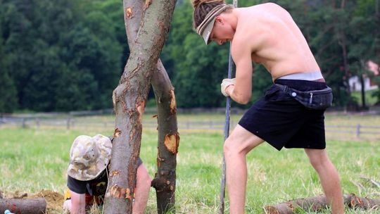 4. Landart Festiwal: Drzewa inne niż wszystkie
