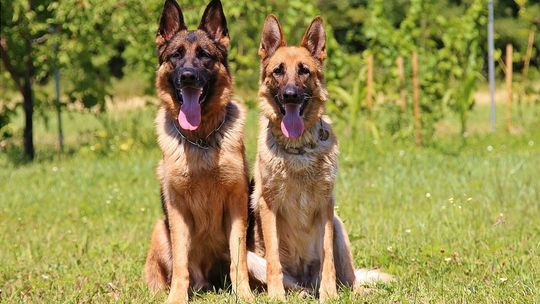 4 owczarki pogryzły chłopca