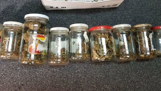 41-latek i jego "przetwory". Mężczyźnie grozi nawet 8 lat więzienia