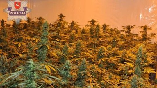 42-latek miał plantację konopi na poddaszu. 75 krzaków