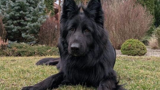 42-latek odpowie za kradzież psa