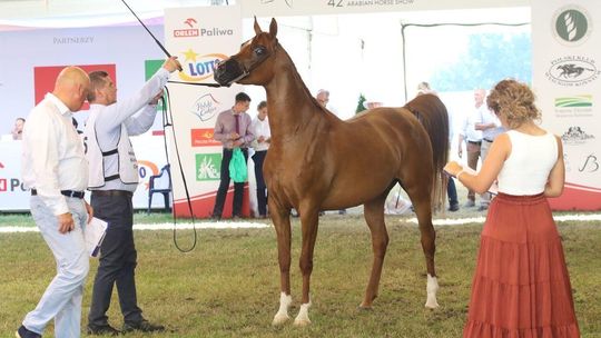 42. Narodowy Pokaz Koni Arabskich Czystej Krwi. Tym razem 142 wierzchowce