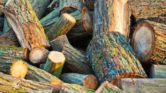 45 tys. zł kary za ścięcie dębu w Kraśniku