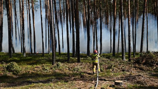 450 strażaków w Puszczy Solskiej. Przyjeżdżają jednostki z całego kraju